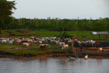 Burned part of the rainforest at the river bank of Amazon river,  space for herds of cattle, near Curuari, Paraná do Amador, state of Pará, Brazil
