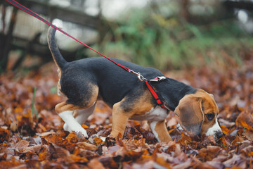 Close-up of a beagle puppy for a walk in the autumn park runs on the yellow fallen leaves on the...