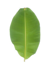 Banana leaf or banana leaf is the leaf of a banana tree. They are versatile, large, flexible, waterproof and decorative. Banana leaves are used in cooking. Wrapping food and serving as food containers
