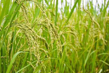 close up Ear of rice 