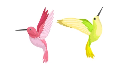 Fotobehang Kolibrie Kolibries als kleine vogel met kloppende vleugels en heldere verenkleed Vectorset