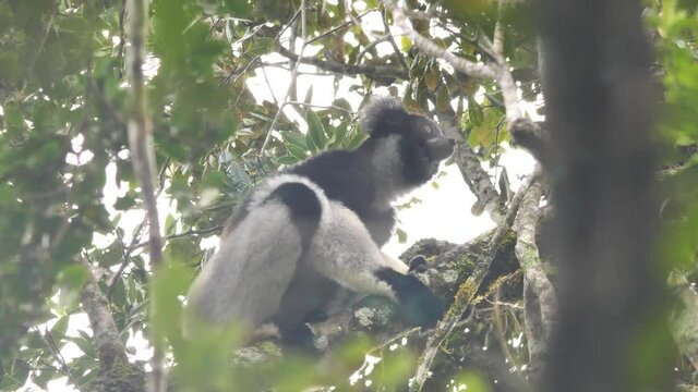 Singing Indri Answers The Callings Of His Fellows, Madagascar