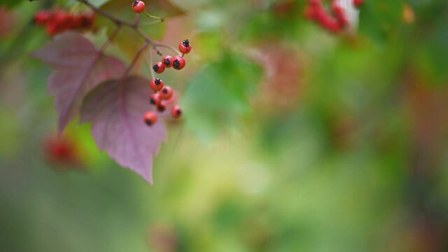 Hawthorn medicinal plant with berries