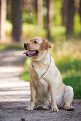 Lambrodor, big dog, kind, big, cute, beautiful, favorite, show dog, champion - 388995902