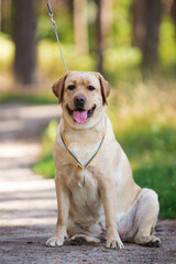 Lambrodor, big dog, kind, big, cute, beautiful, favorite, show dog, champion - 388995970