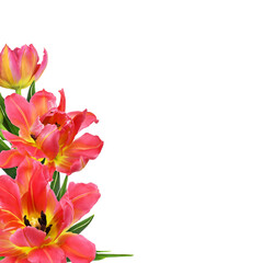 Coral and yellow tulip flowers and bud in a corner arrangement isolated on white