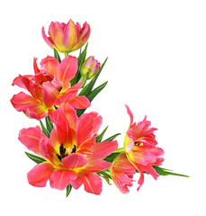 Obraz na płótnie Canvas Coral and yellow tulip flowers and bud in a corner arrangement isolated on white