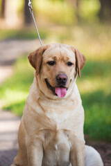 Lambrodor, big dog, kind, big, cute, beautiful, favorite, show dog, champion - 388996108