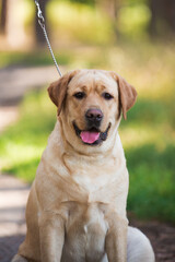 Lambrodor, big dog, kind, big, cute, beautiful, favorite, show dog, champion - 388996152