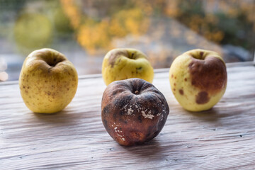 Set of rotten apples on the kitchen windowsill