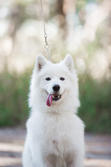Samoyed dog, beautiful, cute, kind, funny dog, pet, white, - 388996381