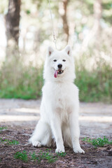 Samoyed dog, beautiful, cute, kind, funny dog, pet, white, - 388996385