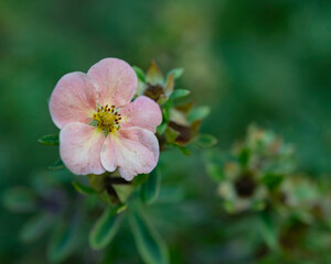 shrubby cinquefoil