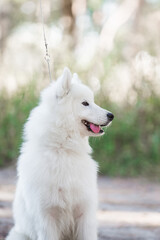 Samoyed dog, beautiful, cute, kind, funny dog, pet, white, - 388996507