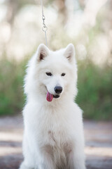 Samoyed dog, beautiful, cute, kind, funny dog, pet, white, - 388996520