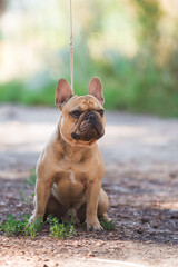 French bulldog, dog, beautiful, cute, kind, funny dog, pet - 388996553