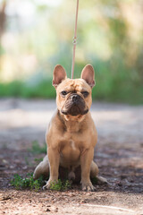 French bulldog, dog, beautiful, cute, kind, funny dog, pet - 388996573