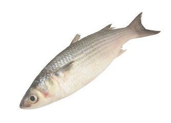 Grey mullet fish or flathead mullet isolated on white background	