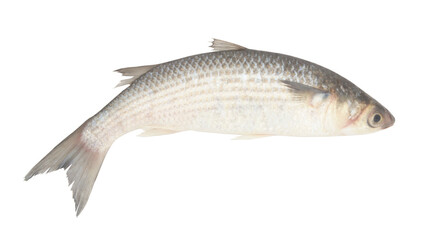 Grey mullet fish or flathead mullet isolated on white background	