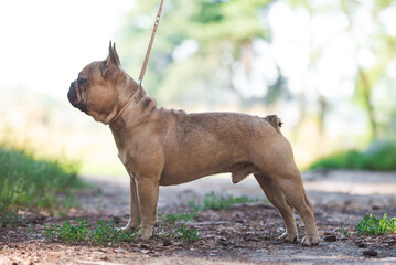 French bulldog, dog, beautiful, cute, kind, funny dog, pet - 388996766