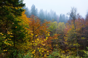 Beech forest in autumn, Ilirska Bistrica, Green Karst, Slovenia, Europe