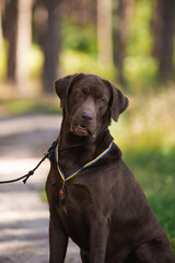Lambrodor, big dog, kind, big, cute, beautiful, favorite, show dog, champion - 388996927