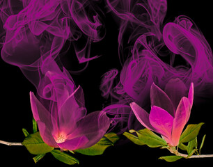 pink magnolia flowers and aroma on a black background