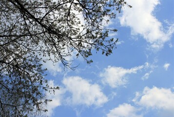 Tree branches against the blue evening sky with clouds