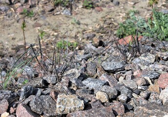 A small spotted toad sits among the rocks on a Sunny spring da