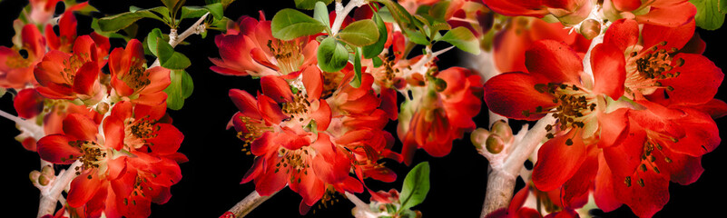 Japanese ,Quince, Chaenomeles japonica on dark background