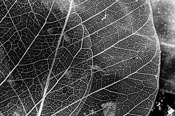 autumn leaves in the detail