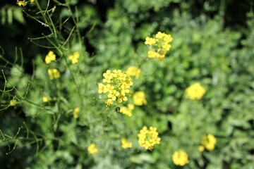 A small yellow flower blooms in a meadow on a Sunny summer day