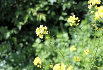 A small yellow flower blooms in a meadow on a Sunny summer day