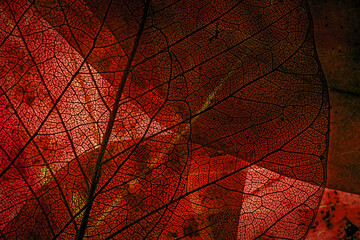 Obraz premium autumn leaves in the detail