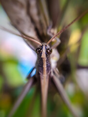 Saltamontes de cerca