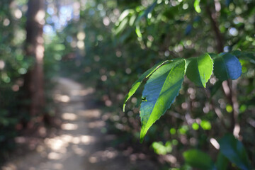 木漏れ日が当たる山道の葉
