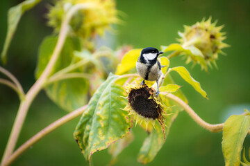 Kohlmeise auf Sonnenblume im Garten