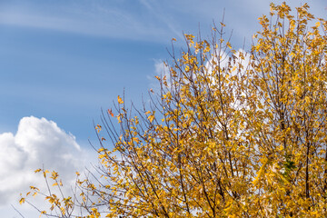 Feuilles en automne sur ciel bleu