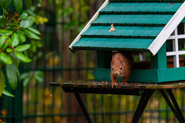 A squirrel seeks food  in a green birdhouse on a rainy autumn day