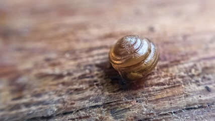 snail on a wood