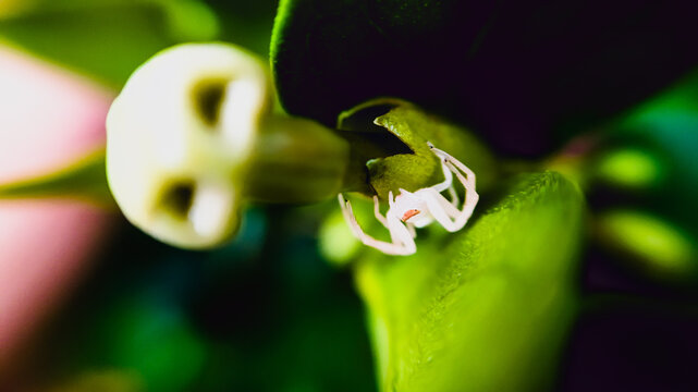 flower of a flower
