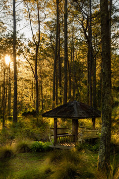 Bello amanecer en un bosque 