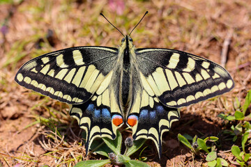 Papilio machaon butterfly spreads its wings on the ground in a beautiful weather in spring
