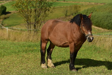 Fototapeta premium Polish draft horse, Kashubia, Poland.