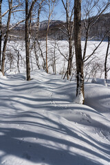 冬の琵琶池周辺の風景