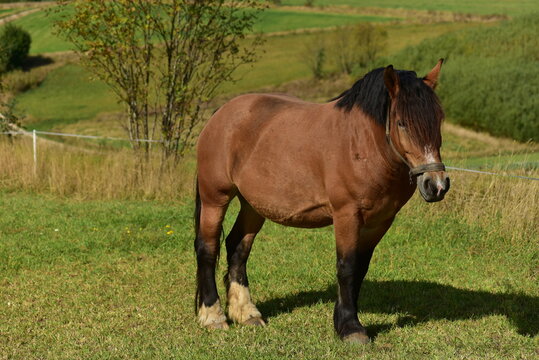 Polish draft horse, Kashubia, Poland.