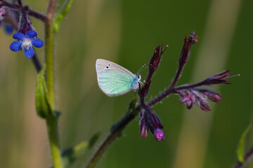 Glaucopsyche alexis butterfly on plant in nature environment at noon
