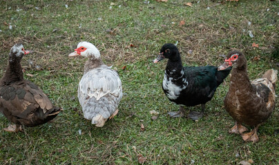 Four Muscovy Female Ducks In a Variety of Colors and Ages
