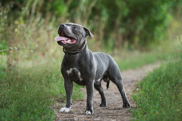 Staffordshire bull terrier, beautiful, cute, kind, funny dog, pet, white, blue dog, rare color, flying dog, flies, runs, jumps

