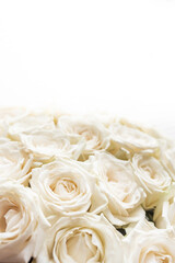 White roses isolated. Fresh white roses bouquet flower background. white rose on white background
